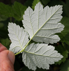 Rubus glaucifolius