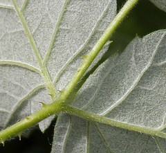 Rubus glaucifolius