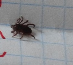 Rhipicephalus sanguineus