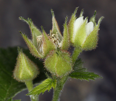 Rubus glaucifolius