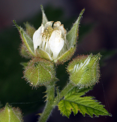 Rubus glaucifolius