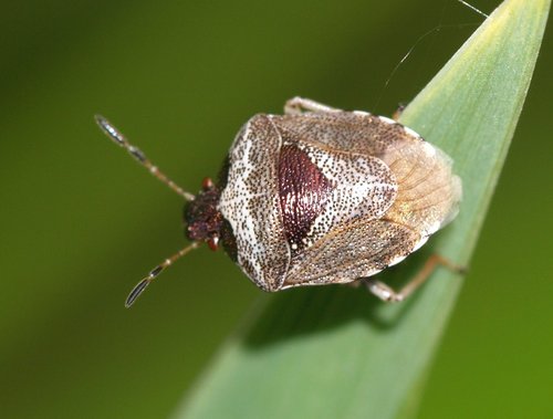 Woundwort Shield Bug photo 4