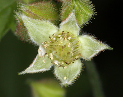 Rubus glaucifolius