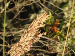 Bromus scoparius