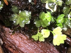 Asplenium trichomanes
