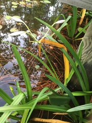 Hymenocallis littoralis