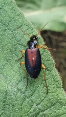 Dolichus halensis