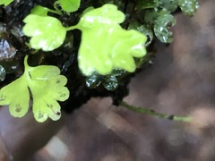 Asplenium trichomanes