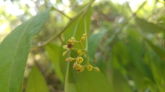 Ocotea tampicensis