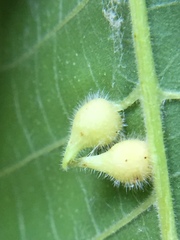 Caryomyia ansericollum