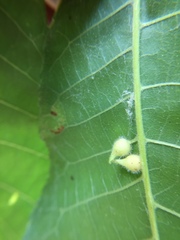 Caryomyia ansericollum