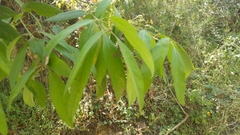 Ocotea tampicensis