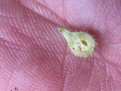Caryomyia ansericollum