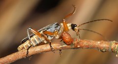 Cantharis nigricans