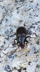 Zabrus tenebrioides