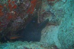 Gymnothorax dovii