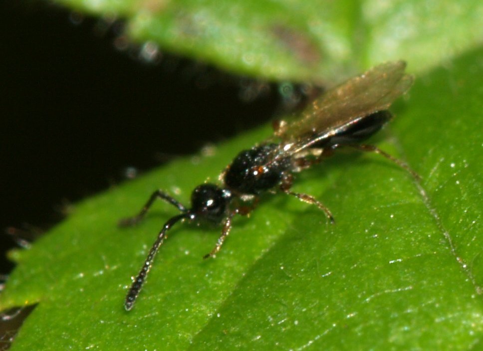 Spilomicrus