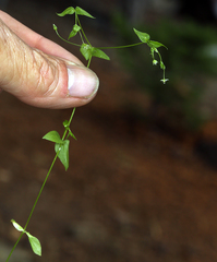 Stellaria calycantha