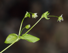 Stellaria calycantha