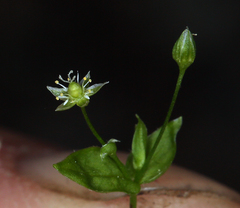 Stellaria calycantha