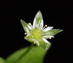 Stellaria calycantha