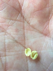 Caryomyia cilidolium