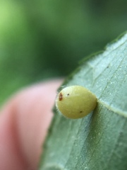 Caryomyia cilidolium