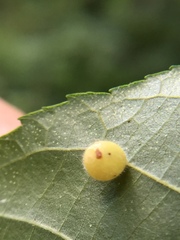 Caryomyia cilidolium