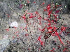 Anisacanthus quadrifidus
