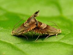 Grapholita tristrigana