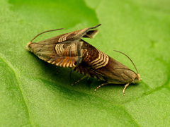 Grapholita tristrigana
