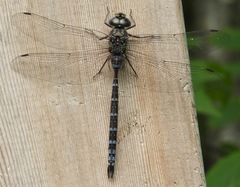 Aeshna canadensis
