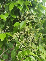 Cinnamomum verum