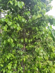 Cinnamomum verum