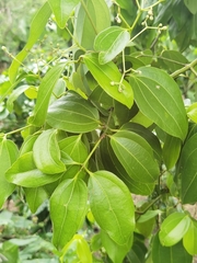 Cinnamomum verum