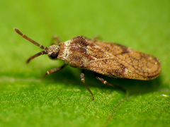 Leptoypha mutica