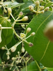 Cinnamomum verum