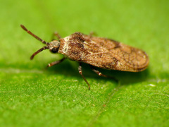 Leptoypha mutica