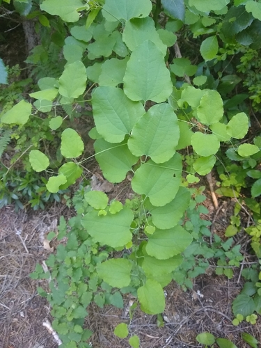 English Peak greenbrier (Smilax jamesii)