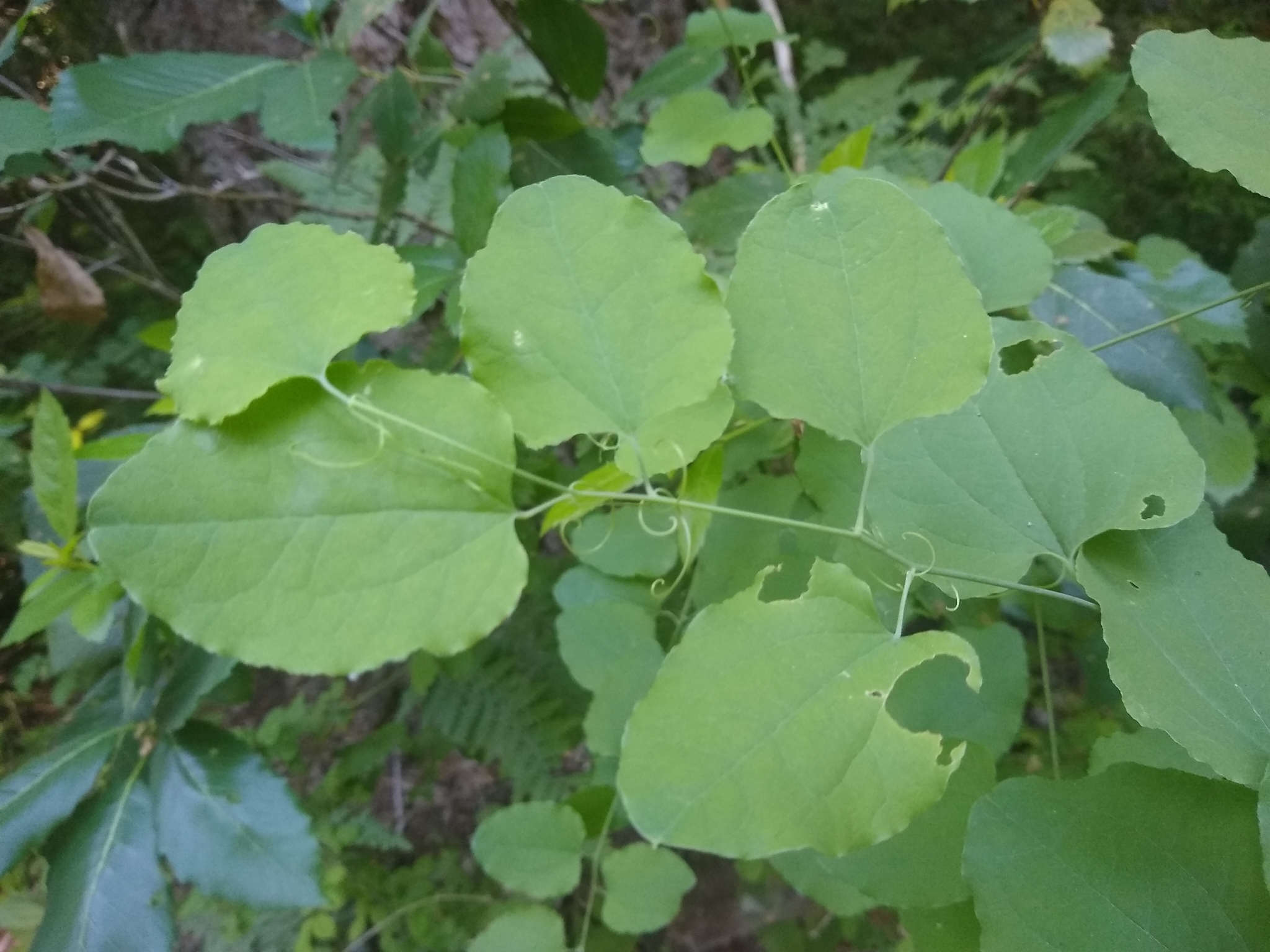 Smilax jamesii