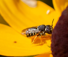 Pseudoanthidium nanum