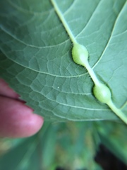 Neolasioptera vernoniae