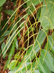 Stenochlaena palustris