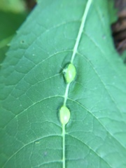 Neolasioptera vernoniae