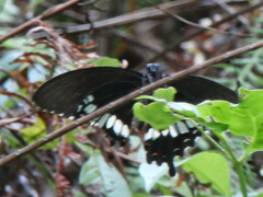 Papilio polytes romulus
