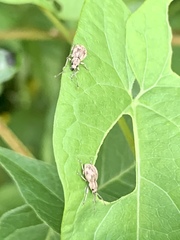 Calomycterus setarius