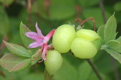 Exobasidium vaccinii