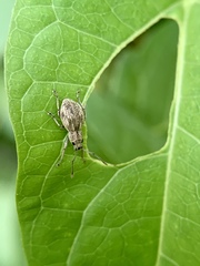 Calomycterus setarius
