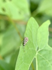 Calomycterus setarius