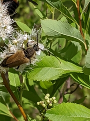 Trigonarthris proxima